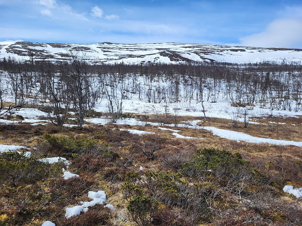 Måtte ta av skia innimellom for å krysse bar mark. Ongsjøfjellet i bakgrunnen.