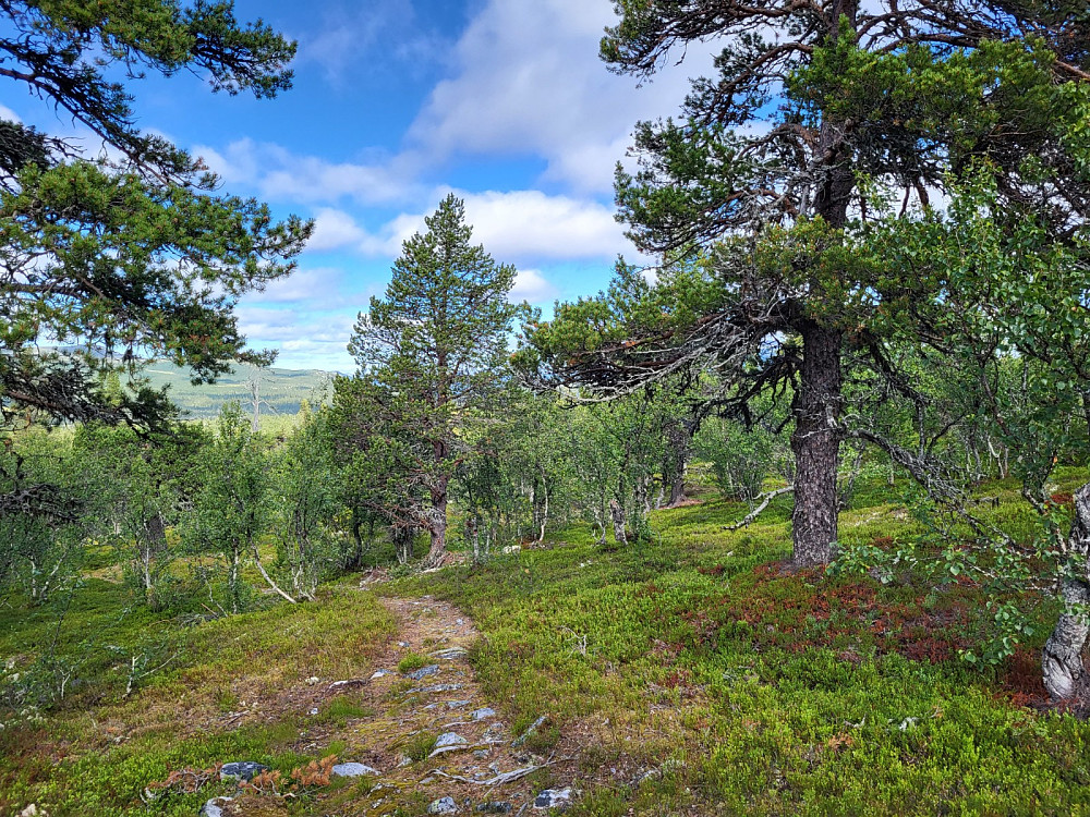 Tur gjennom fin skog.