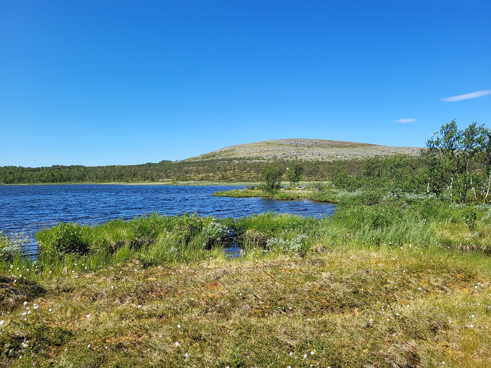 Ved Reintjønnet, med utsikt mot Reinfjellet.