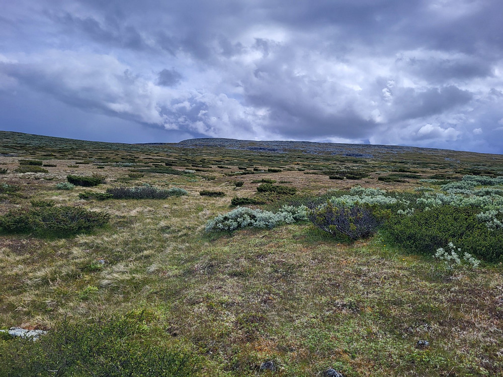 Tuelandskap opp mot Nordre Gråhøgda.