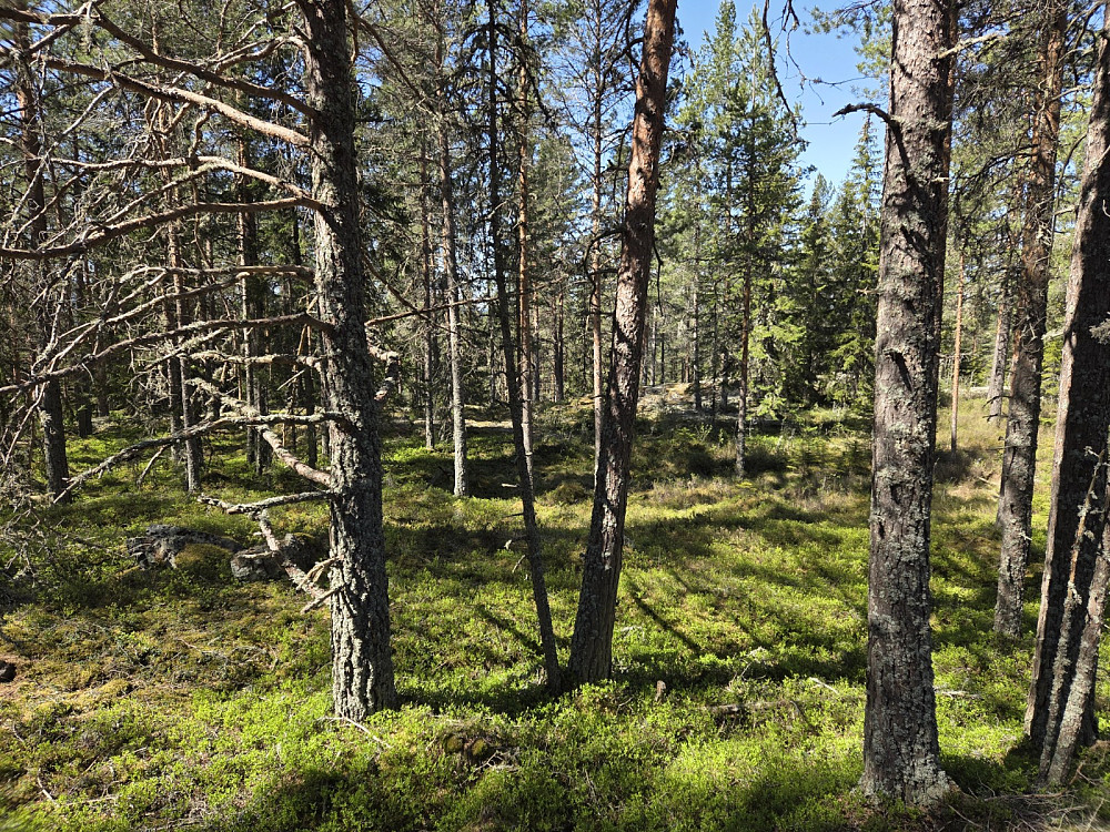 Lite utsikt frå toppen, men fin furuskog.
