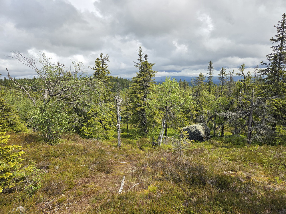 På toppen av Nordre Romsæterberget.