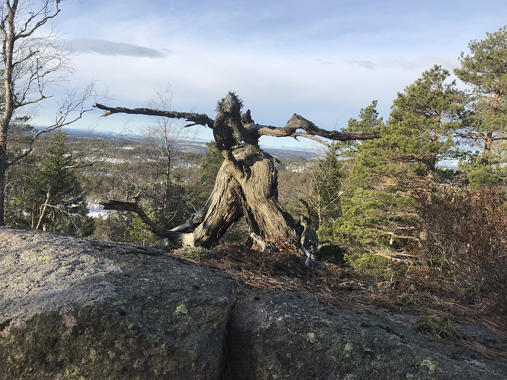 "Ørn" på Vindsjåknuten