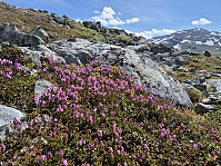 hjelmeland_20240819_66c26fa09037b.jpg