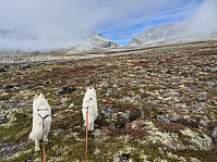 hjelmeland_20240928_66f876ee1ec8b.jpg