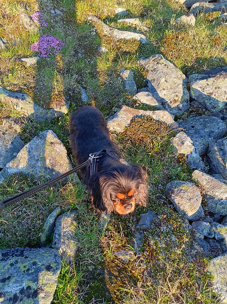 En søt og tapper liten cavalier er en god turvenn! :)