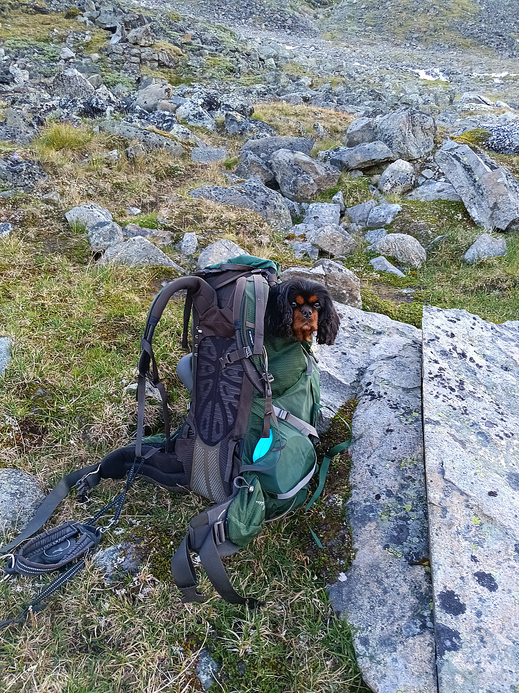 Aila er vant til å sitte i sekk :)
