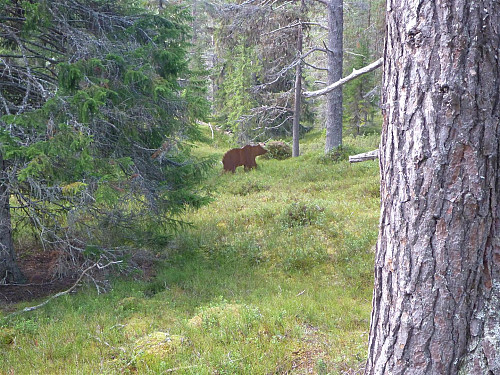 Bjørn 1