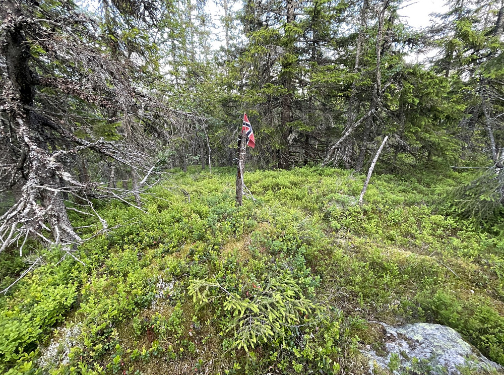Fint med flagg på en skogstopp