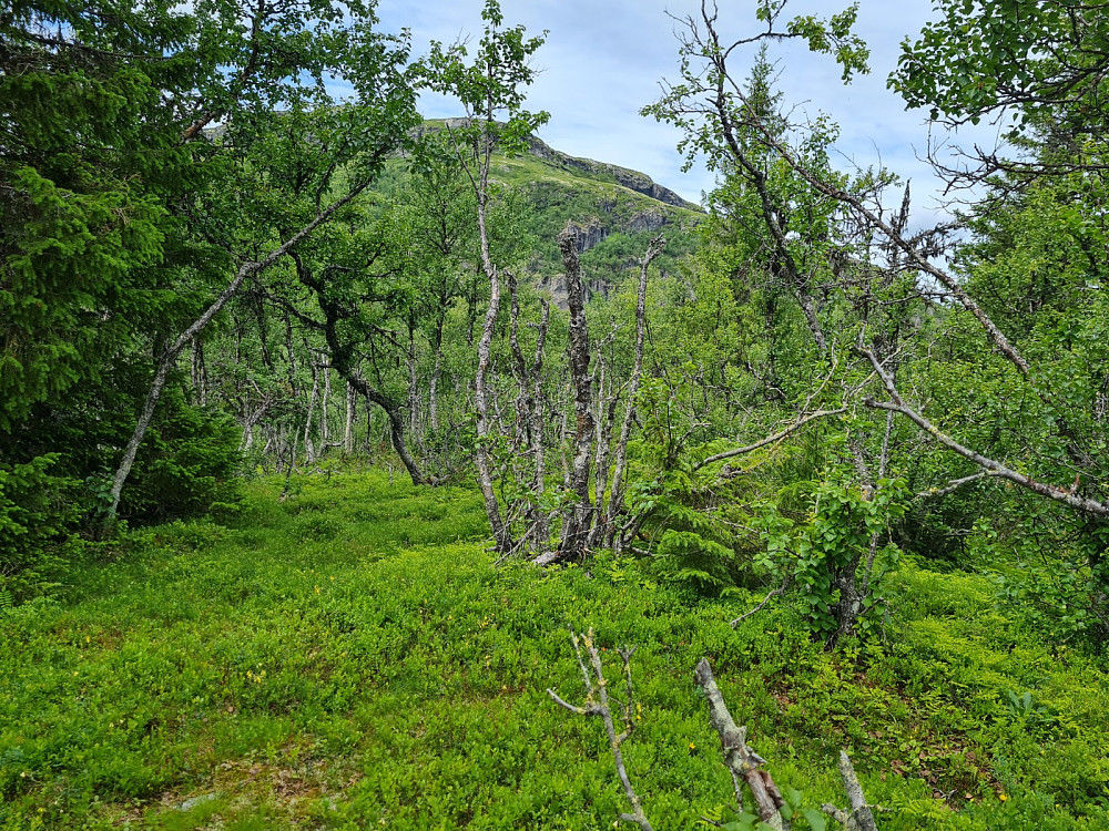 På Storskardhaugen, mot Dokkampen