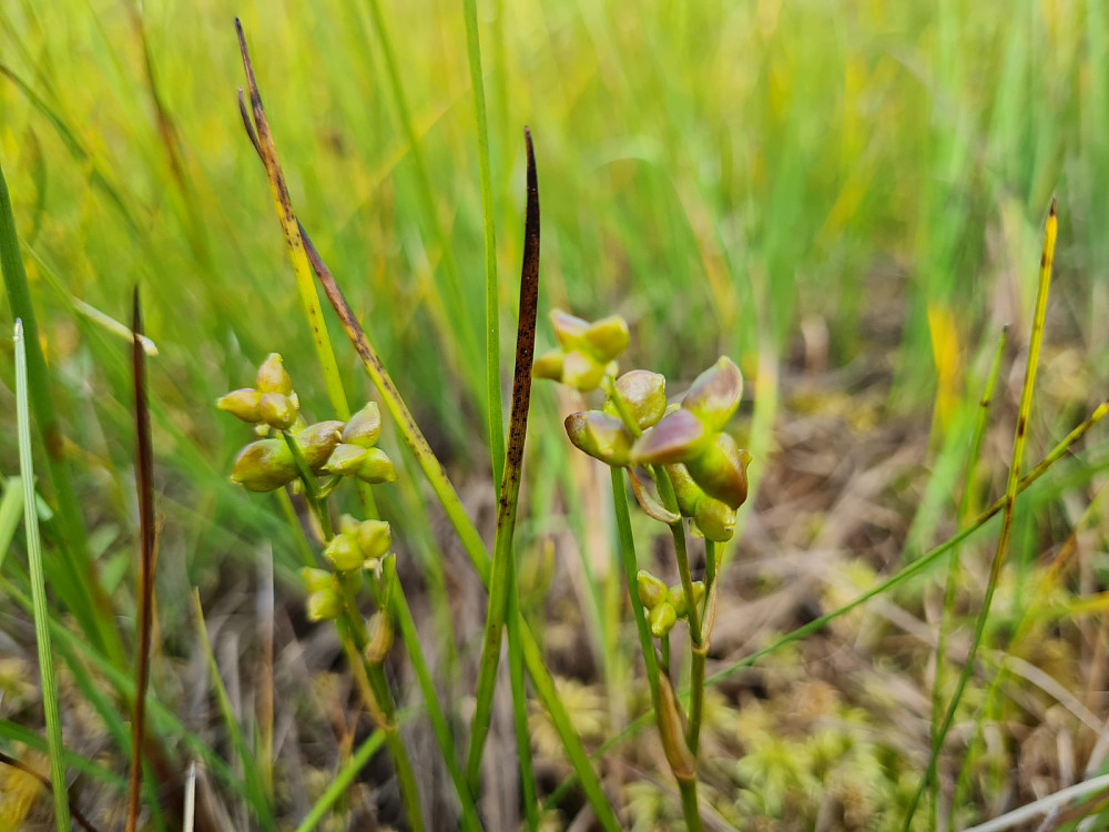 Grønnkurle, avblomstret