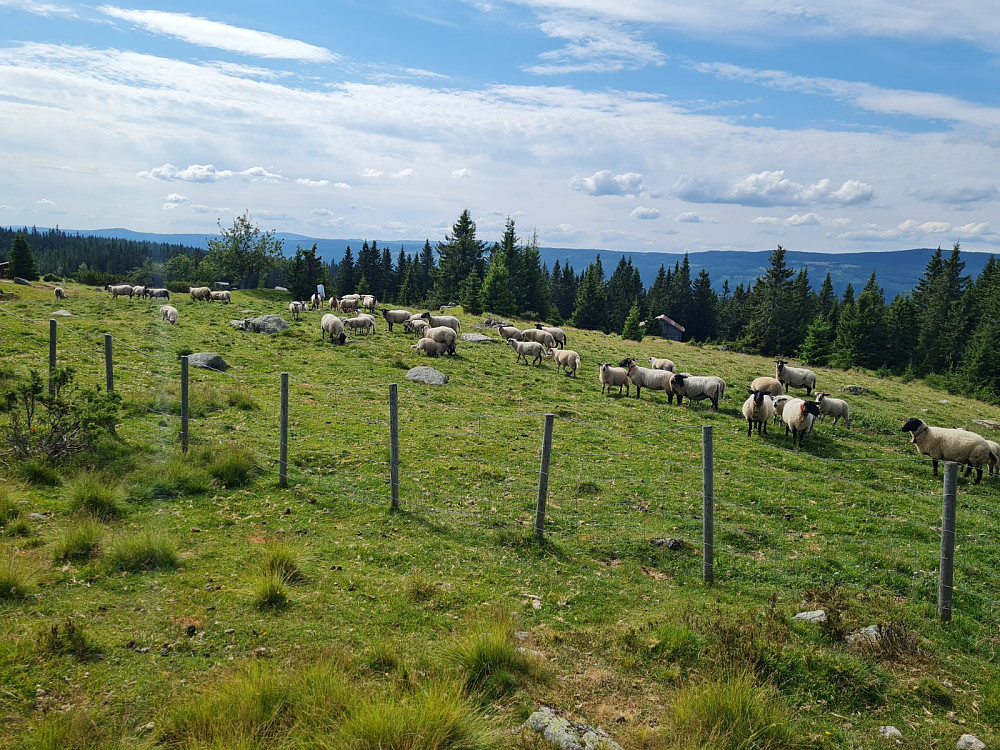 Sauer på Rindåsen