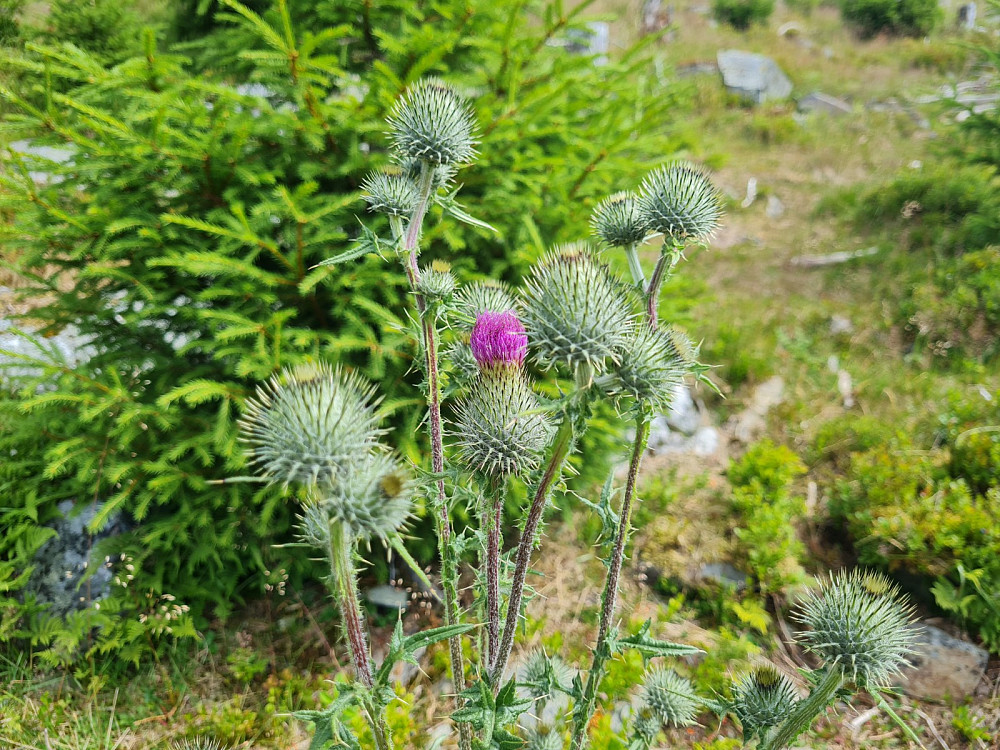 Vegtistel på Rindåsen