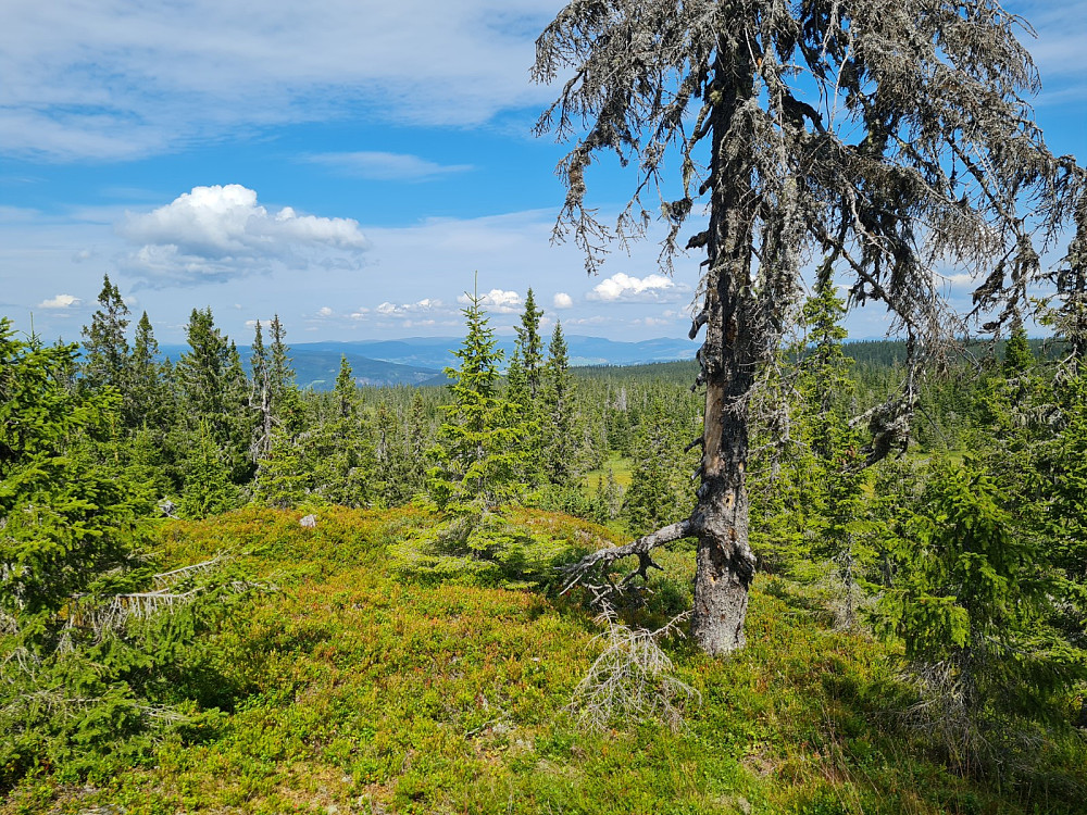 Rindåsen trigpunkt