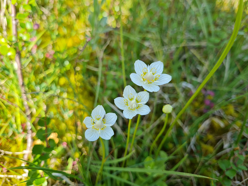 Jåblom