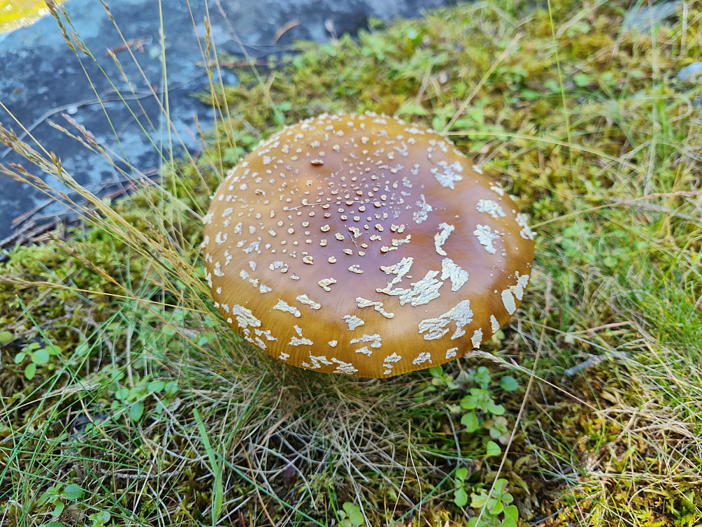 Flott eksemplar av brun fluesopp