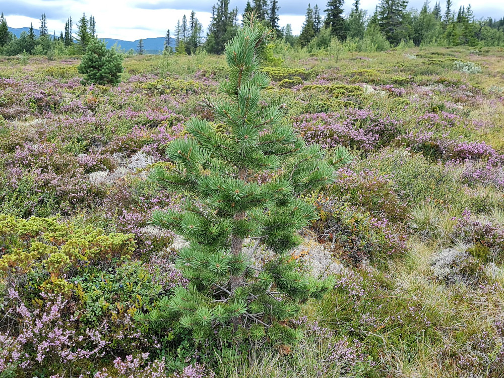 Småfuru i en skog av røsslyng
