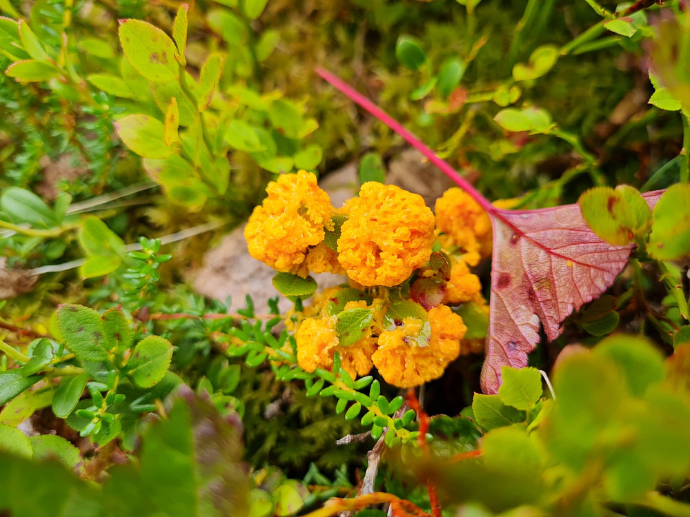 Mosesmør, Fuligo muscorum, en slimsopp, funnet i skogsmyrlandskapet ned fra Storhaugen