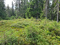 repelo_20210819_611e5e9c0152e.jpg