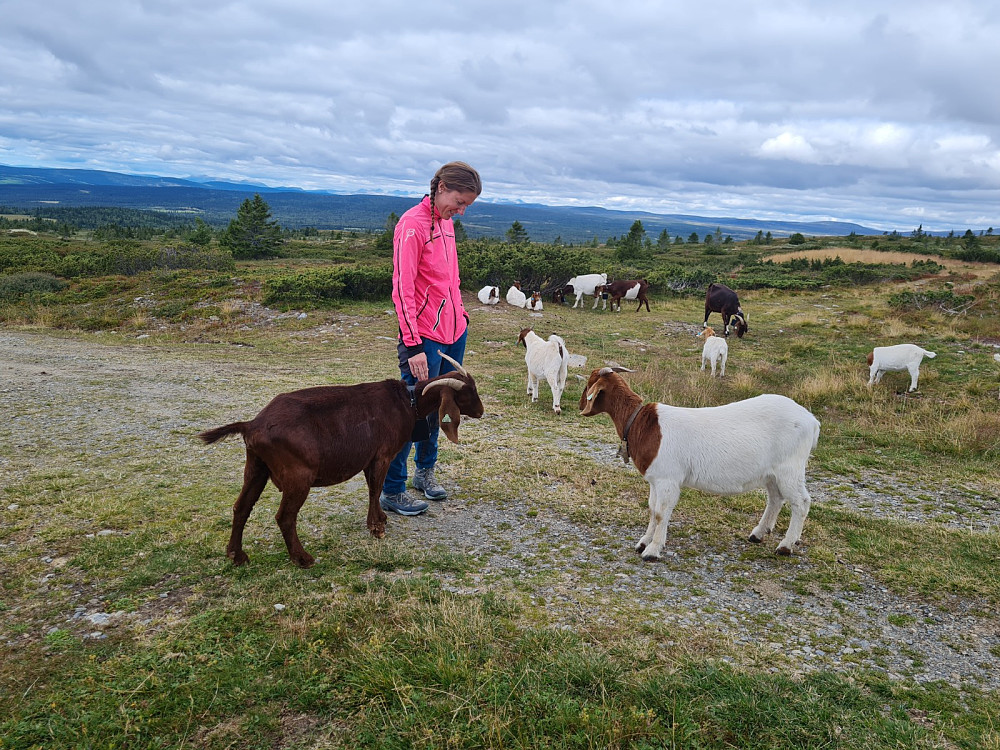 Boergeiter ved turstart på Hjellsetra