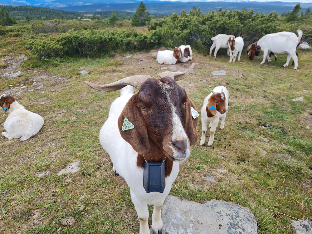 Flotte horn og hengende ører på boergeita