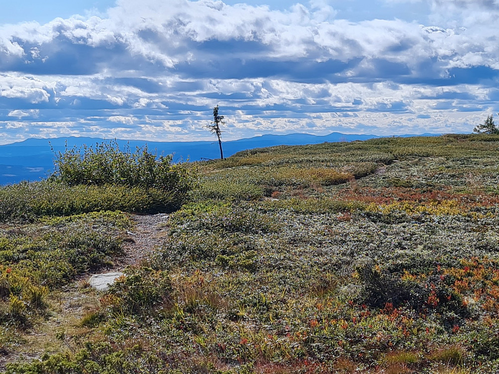 På Skinnfjellet, mot Synnfjellet og Djuptjernskampen