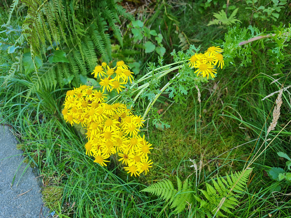 Landøyda, Jacobaea vulgaris