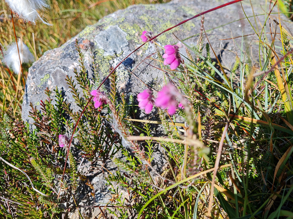 Klokkelyng, Erika tetralis