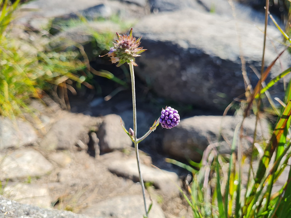 Blåknapp, Succisa pratensis