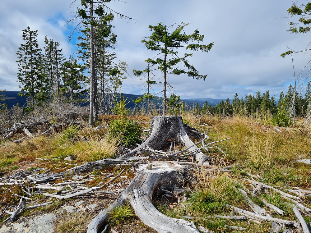 Finsrudbekkhøgda