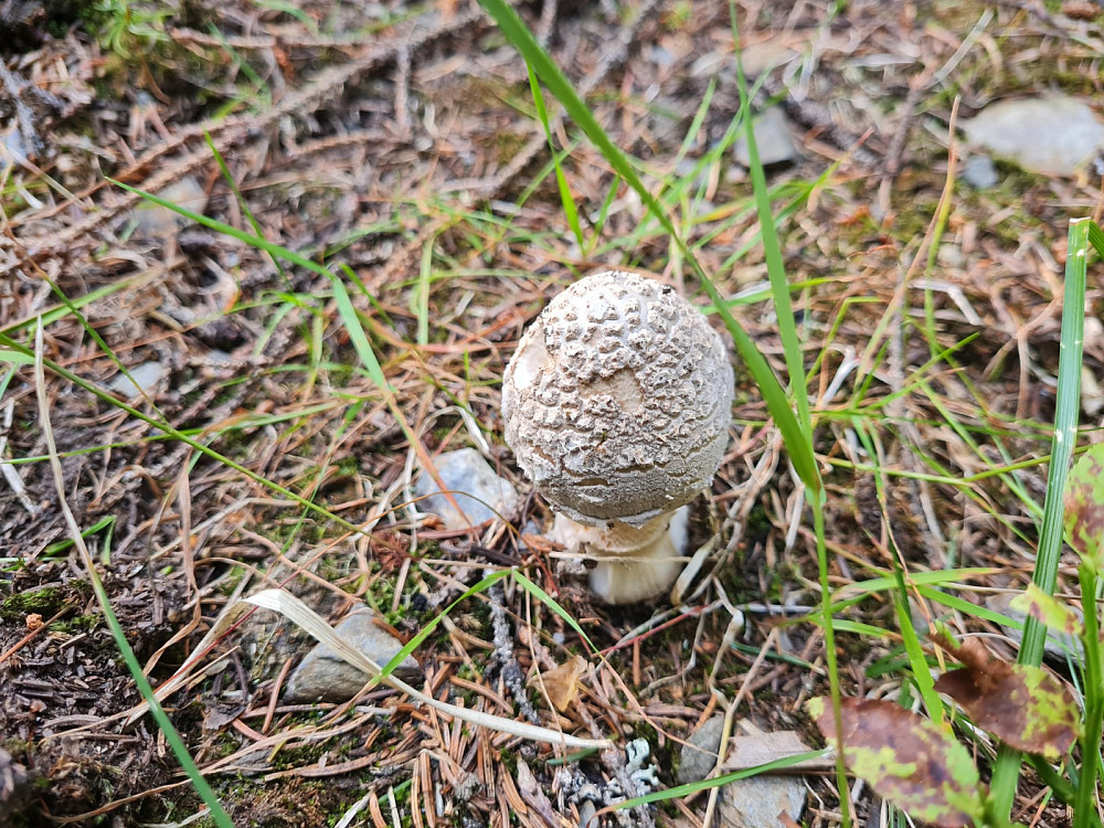 Rødmende fluesopp, Amanita rubescens, ved Iverslikoia