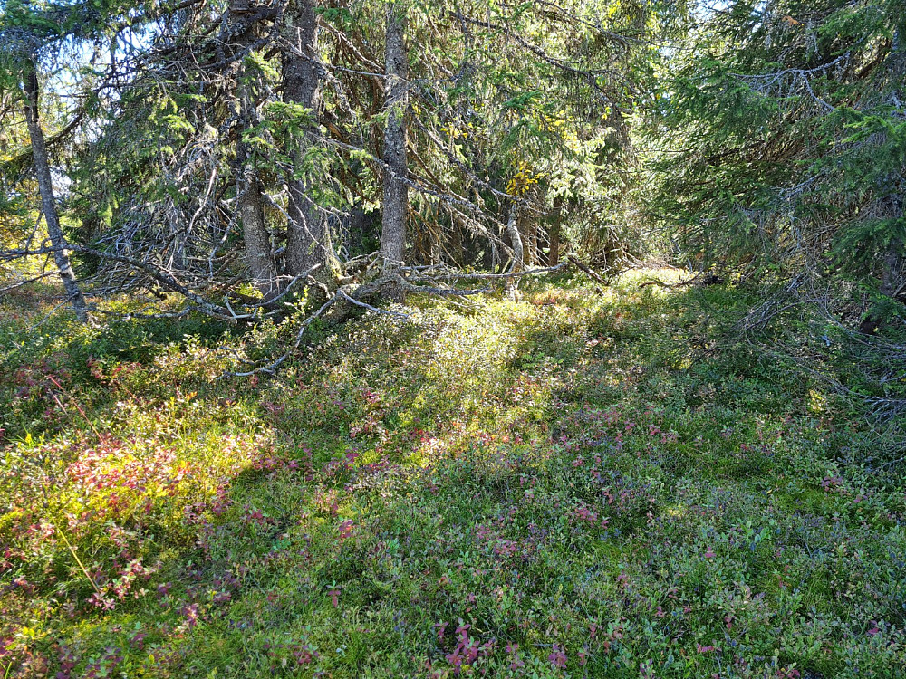 På Veslehaugen