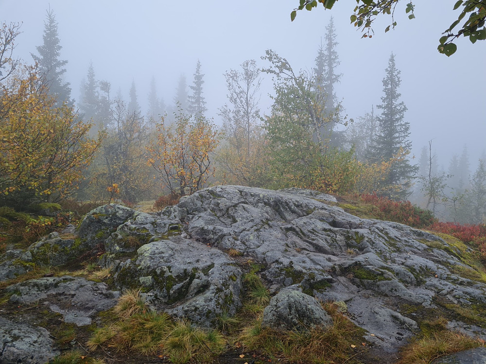 Vardkampen