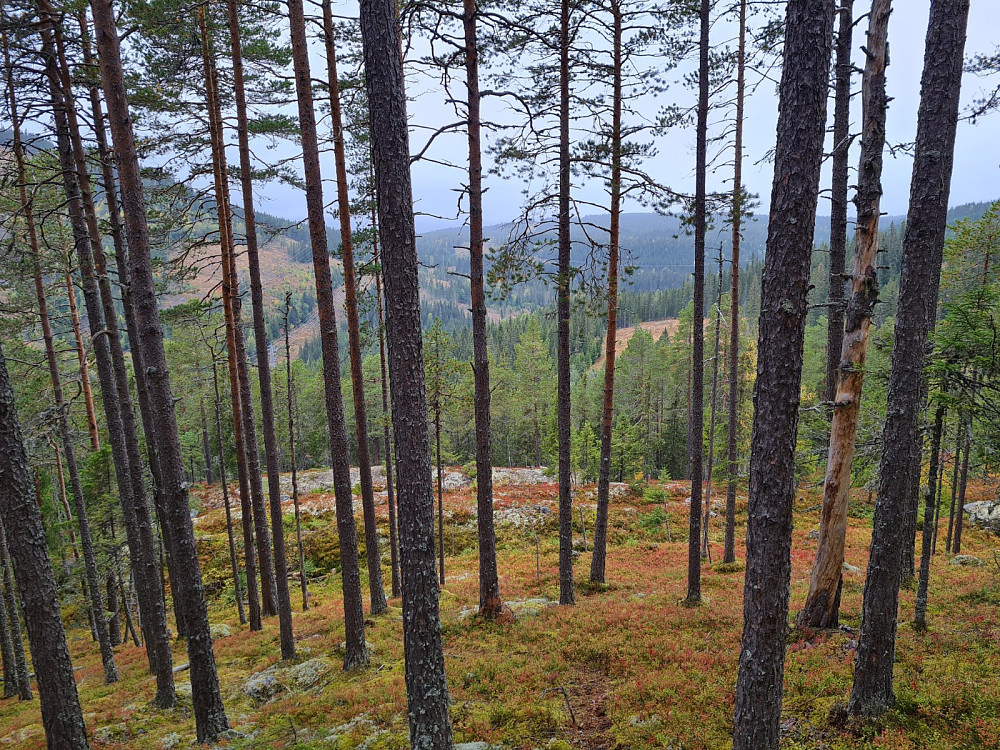 Furuskog ved Rundhaugen