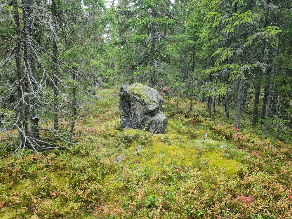 Torvmyra punkt 543