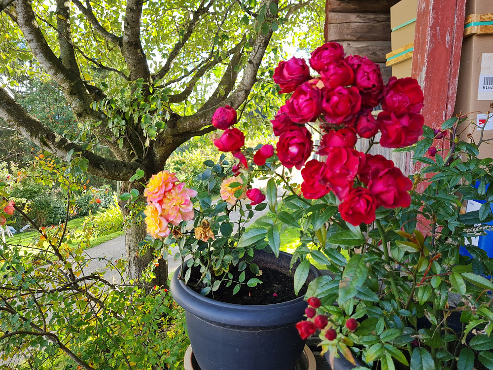 Blomsterprakt i Margrethes hage