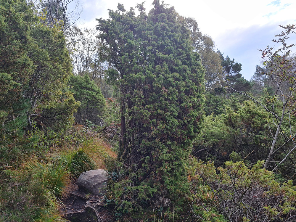 Einer, Juniperus communis