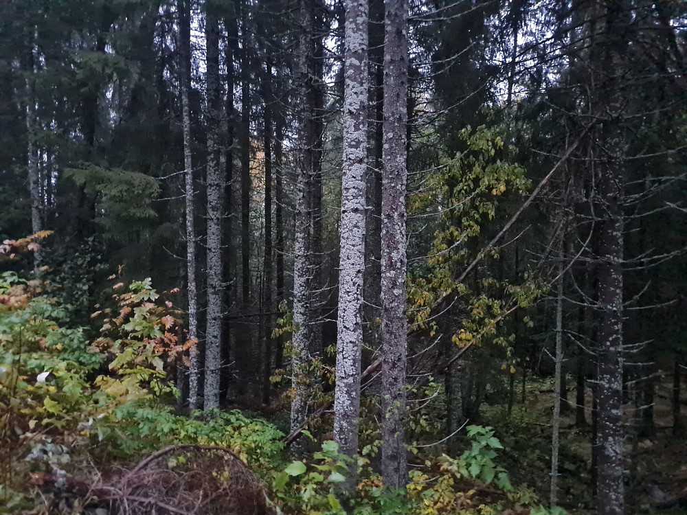 I Nygaardsskogen