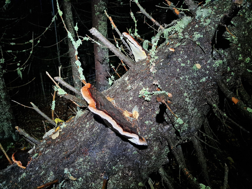 Rødrandkjuke, Fomitopsis pinicola, på tørrgran