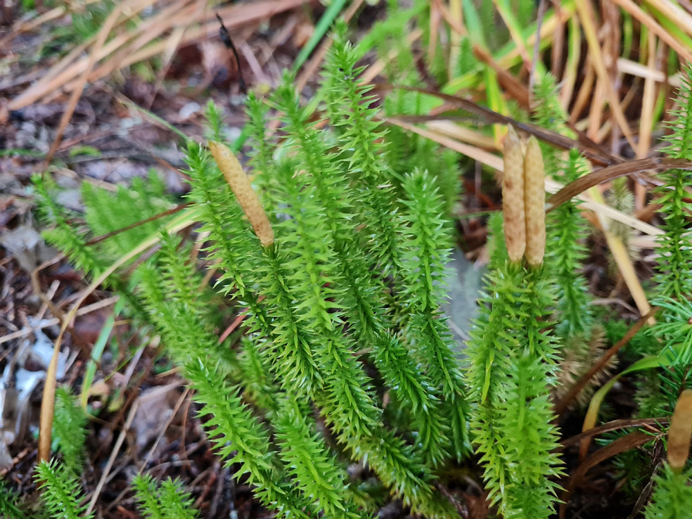 Skogkråkefot (Stri kråkefot), Lycopodium annotinum annotinum
