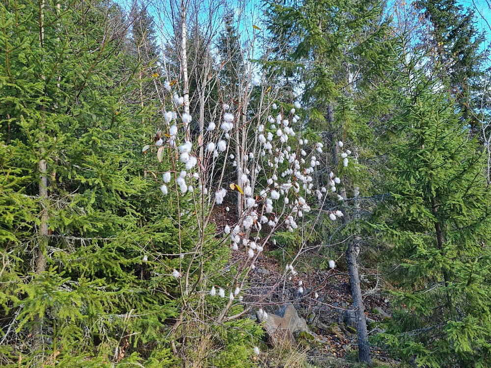 Istervier, Salix pentandra, i Balberskaret