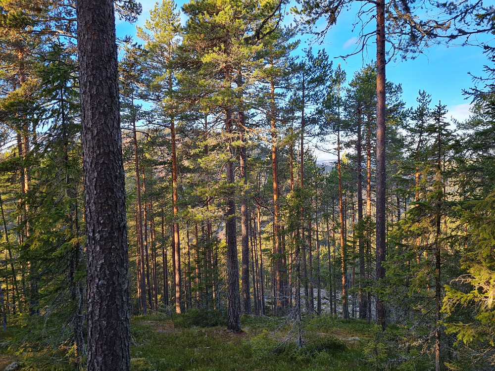 På Rundhaugen