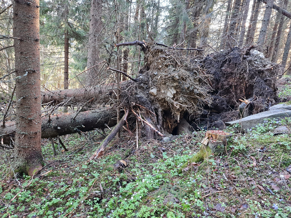 vindfall i råket mellom Ulsrud og Øygarden
