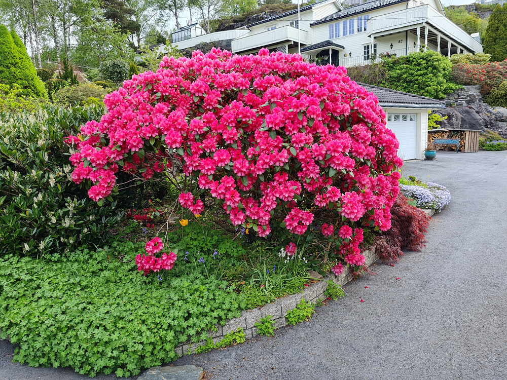 Naboens rhododendron
