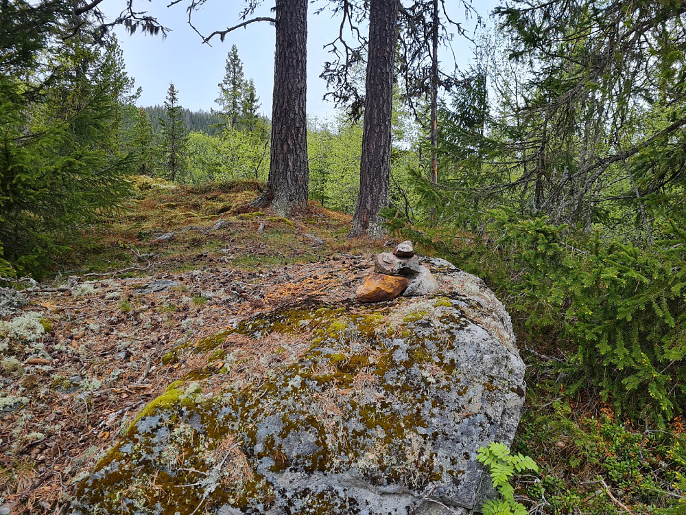 Evenvoldkollane