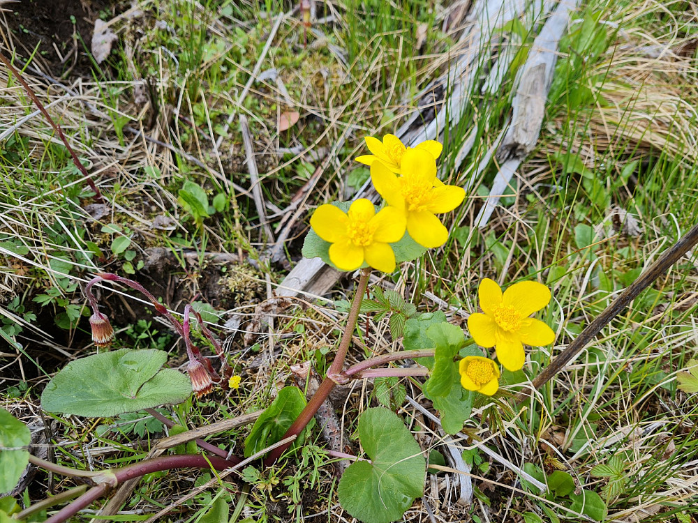 Hestehoven bøyer seg i støvet for den vakre Bekkeblommen