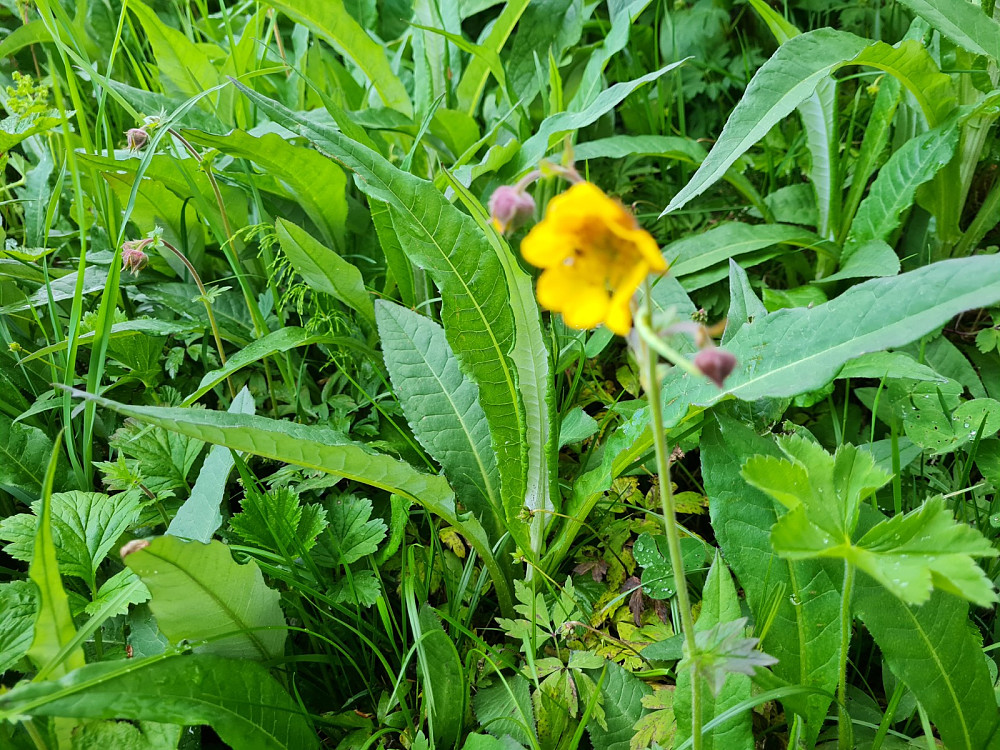 Hybriden mellom Enghumleblom og Kratthumleblom, Geum rivale x Geum urbanum