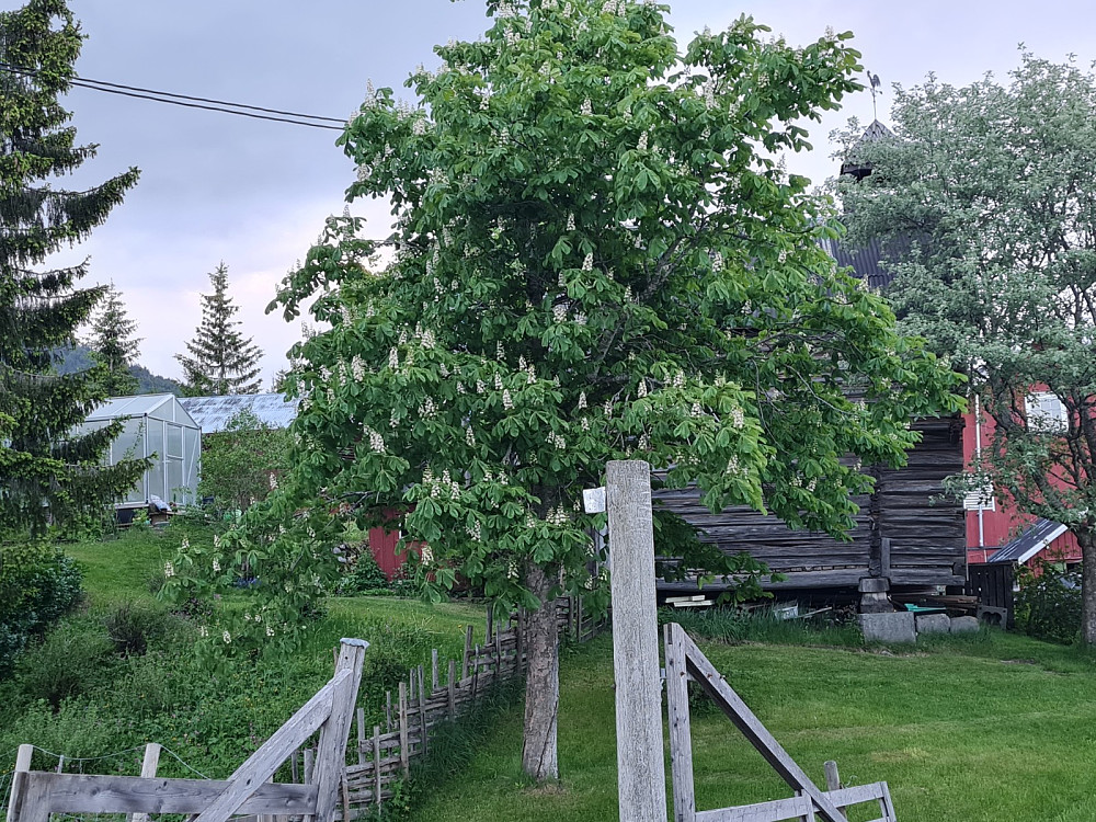 Hestekastanje på Nygaard