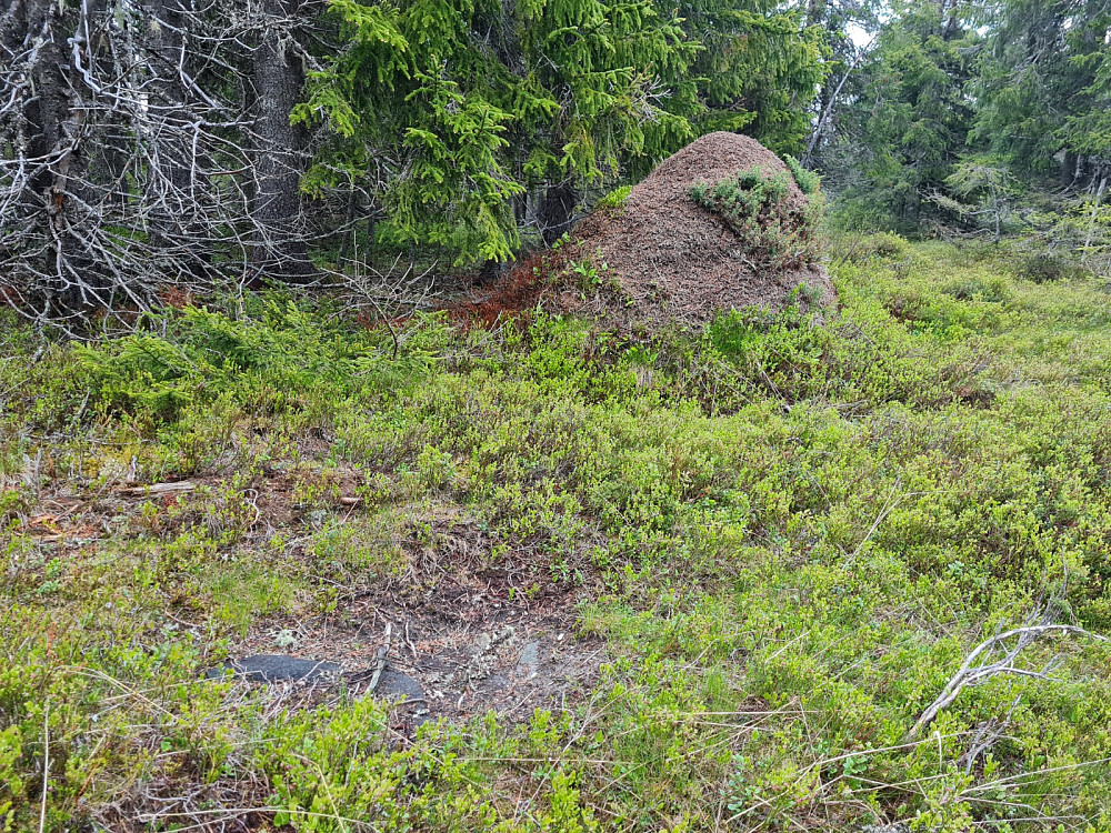 Elg brunstgrop og stor maurtue på Storseterhøgda