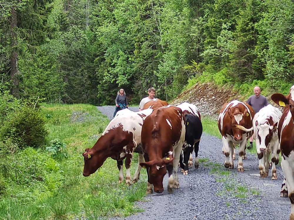 Fint å jage snille dyr